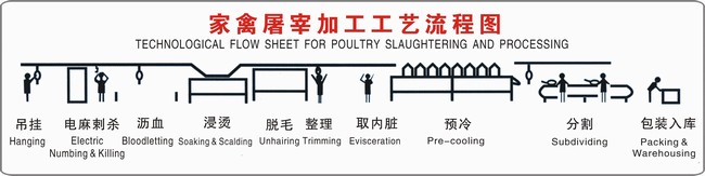 高自動化屠宰設(shè)備家禽屠宰加工工藝流程(圖)